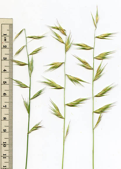  Bouteloua repens